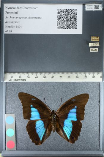 Media type: image;   Entomology 161341